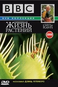 BBC: Невидиме життя рослин