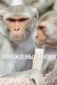 Природжені бунтарі