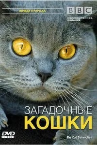 BBC: Загадкові кішки