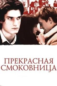 Прекрасна смоківниця