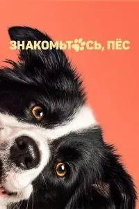 Знайомтесь, пес