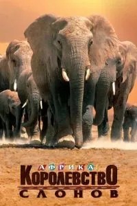 Африка – королівство слонів