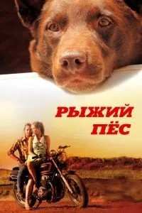 Рудий пес