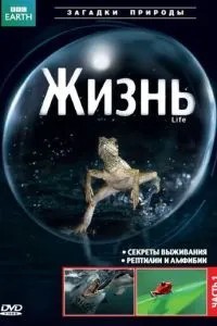 BBC: Життя
