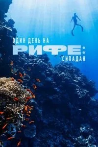 Один день на рифі: Сіпадан
