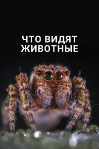 Що бачать тварини