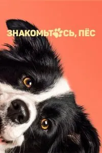 Знайомтесь, пес
