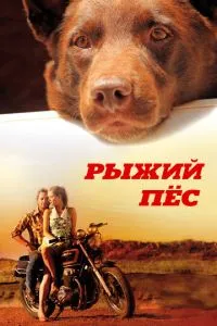 Рудий пес