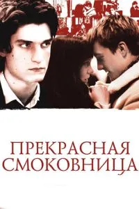 Прекрасна смоківниця