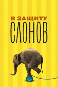 На захист слонів