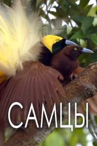 Самці