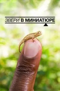 Звірі в мініатюрі
